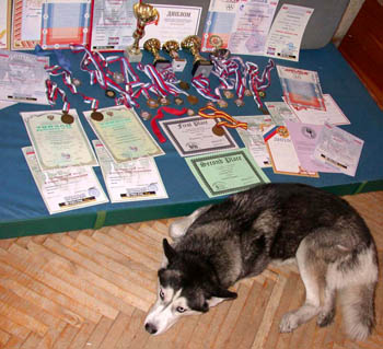 http://www.husky.spb.ru/images/dogs/male/inpu6.jpg